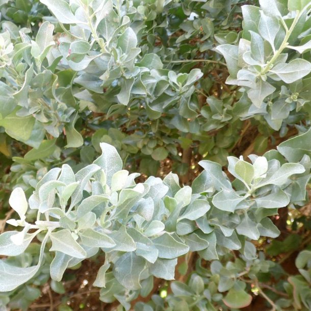 Smlde <br><i>Atriplex halimus </i><br><br>