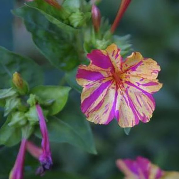 Vidunderblomst <br>'Marbles Mix'<br><i>Mirabilis jalapa</i>