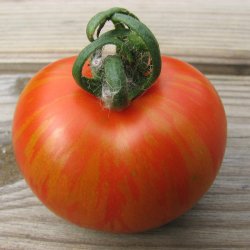 Tomat <br>'Tigerella' <br><i>Lycopersicon esculentum</i>