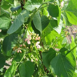 Bnne, Pral- <br>'Sunset' <br><i>Phaseolus coccineus </i>