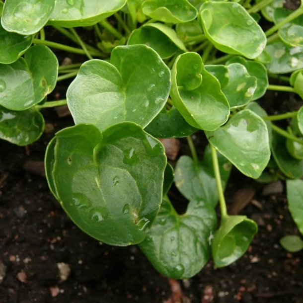Kokleare, <br>Lge- <br><i>Cochlearia officinalis</i> 