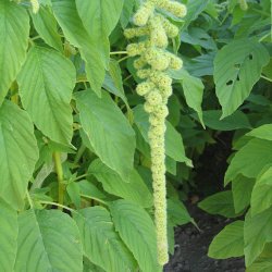 Amarant, Rvehale- <br>'Green Cascade'<br><i>Amaranthus caudatus</i>