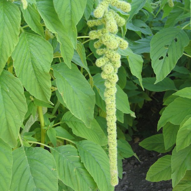 Amarant, Rvehale- <br>'Green Cascade'<br><i>Amaranthus caudatus</i>