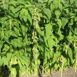 Amarant, Rvehale- <br>'Green Cascade'<br><i>Amaranthus caudatus</i>