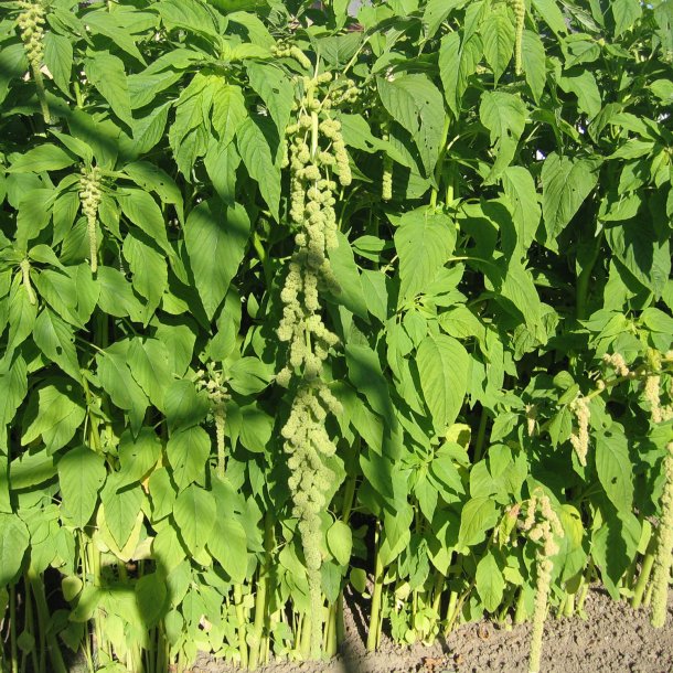 Amarant, Rvehale- <br>'Green Cascade'<br><i>Amaranthus caudatus</i>