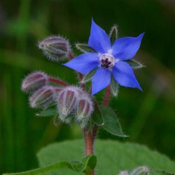Hjulkrone, <br>bl <br><i>Borago officinalis </i>