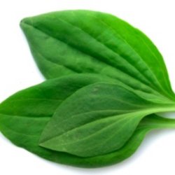 Vejbred, Glat - <br>Bredbladet<br><i>Plantago major</i> 