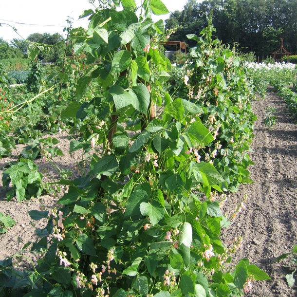 Bnne, Pral- <br>'Sunset' <br><i>Phaseolus coccineus </i>