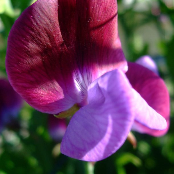 Lathyrus, rteblomst 'Mammoth Mix' <br><i>Lathyrus odoratus</i>