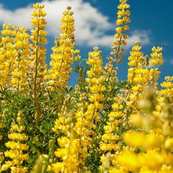 Lupin, <br>gul <br><i>Lupinus luteus</i>