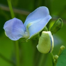 Goabnne, stjernebnne <br><i>Psophocarpus tetragonolobus</i>