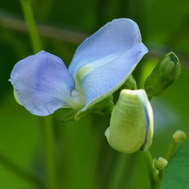 Goabnne, stjernebnne <br><i>Psophocarpus tetragonolobus</i>