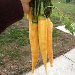 Gulerod <br>'Yellowstone' <br><i>Daucus carota var. sativus</i>