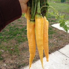 Gulerod <br>'Yellowstone' <br><i>Daucus carota var. sativus</i>