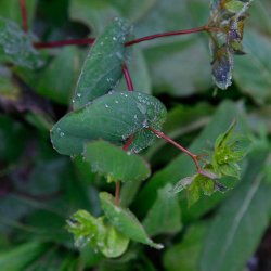 Harere <br>'Griffithii' <br><i>Bupleurum rotundifolium</i>