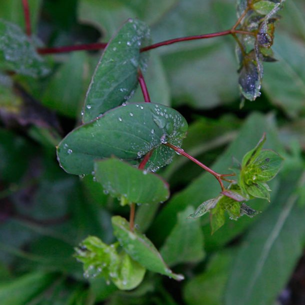 Harere <br>'Griffithii' <br><i>Bupleurum rotundifolium</i>