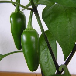 Chili <br>'Jalapeo'<br><i>Capsicum annuum</i>