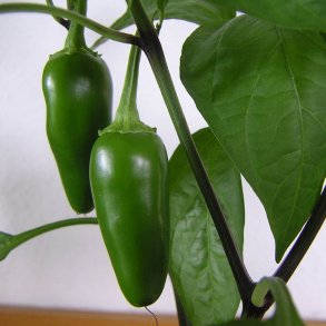 Chili <br>'Jalapeo'<br><i>Capsicum annuum</i>