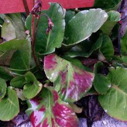 Stenbrk, <br>Kmpe- <br><i>Bergenia cordifolia </i>