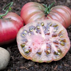 Tomat <br>'Purple Calabash' <br><i>Lycopersicon esculentum</i>