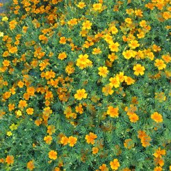 Appelsintagetes <br>'Golden Gem' <br><i>Tagetes tenuifolia </i>