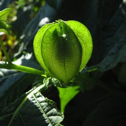 Kantbger, Leanderklokke <br><i>Nicandra physalodes </i>
