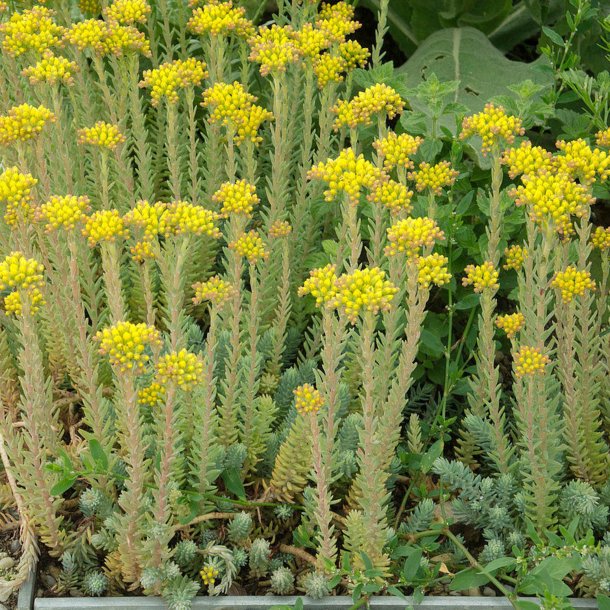 Tripmadam, <br>Bjerg-stenurt <br><i>Sedum rupestre syn. S. reflexum</i>