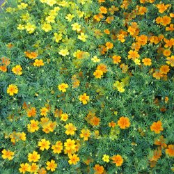 Appelsintagetes <br>'Golden Gem' <br><i>Tagetes tenuifolia </i>