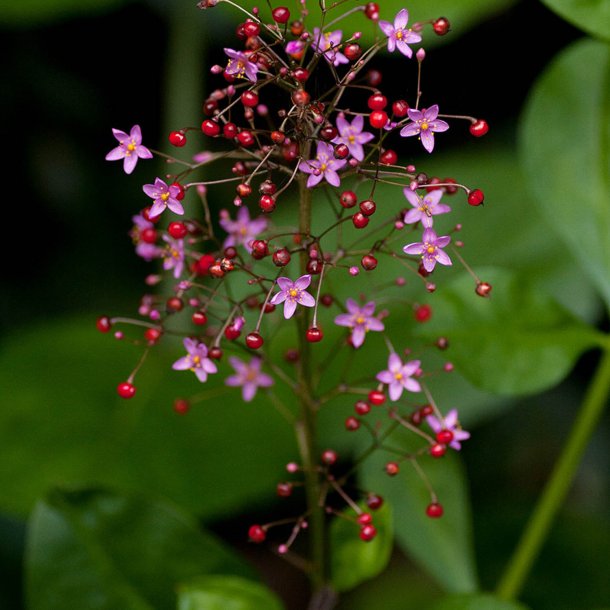 Jewels of Opar <br><i>Talinum paniculatum</i><br><br>