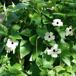 Susanne med <br>det sorte je <br>'White-Black Eye' <br><i>Thunbergia alata</i>