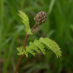 Bibernelle <br><i>Sanguisorba minor</i><br><br>