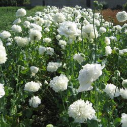 Valmue <br>'White Cloud'<br><i>Papaver paeoniflorum</i>