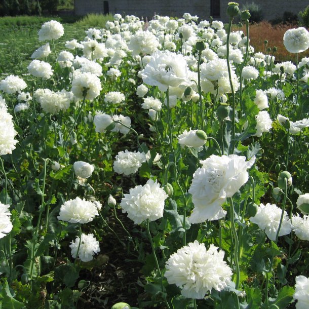 Valmue <br>'White Cloud'<br><i>Papaver paeoniflorum</i>