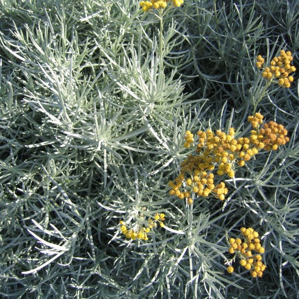 Karryplante<br><i>Helichrysum italicum</i><br><br>