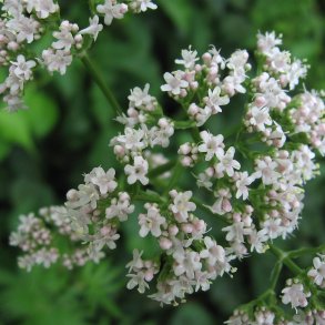 Lgebaldrian <br><i>Valeriana officinalis</i><br><br>