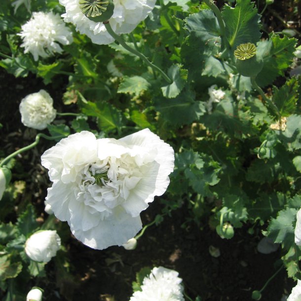 Valmue <br>'White Cloud'<br><i>Papaver paeoniflorum</i>