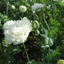Valmue <br>'White Cloud'<br><i>Papaver paeoniflorum</i>
