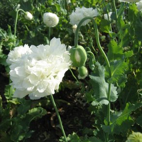 Valmue <br>'White Cloud'<br><i>Papaver paeoniflorum</i>