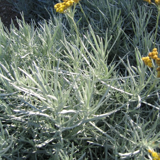 Karryplante<br><i>Helichrysum italicum</i><br><br>