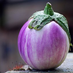 Aubergine <br>'Rosa Bianca' <br><i>Solanum melongena</i>