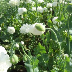 Valmue <br>'White Cloud'<br><i>Papaver paeoniflorum</i>