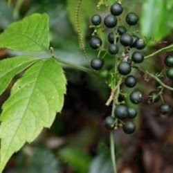 Teranke, Sd <br>Jiaogulan <br><i>Gynostemma pentaphyllum</i>