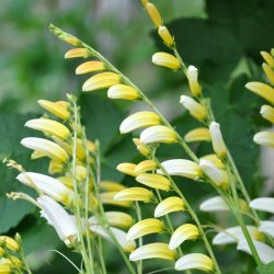 Spansk Flag <br>'Citronella'<br><i>Ipomoea lobata </i>