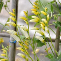 Spansk Flag <br>'Citronella'<br><i>Ipomoea lobata </i>
