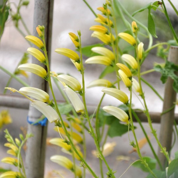 Spansk Flag <br>'Citronella'<br><i>Ipomoea lobata </i>