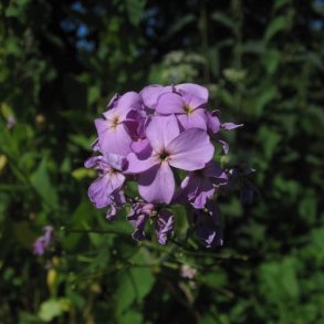 Natviol, <br>Velduftende aftenstjerne <br>'Violet' - <br><i>Hesperis matronalis </i>