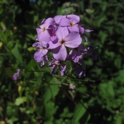 Natviol, <br>Velduftende aftenstjerne <br>'Mix' - <br><i>Hesperis matronalis </i>
