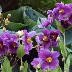 Valmuesster, Tibets - <br>'Hensol Violet' <br><i>Meconopsis baileyi</i>