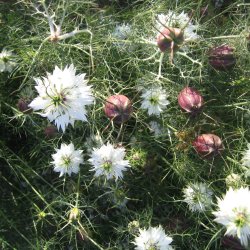 Nigella, <br>Jomfru i det grnne <br>'Albion Red Pod'<br><i>Nigella damascena</i>