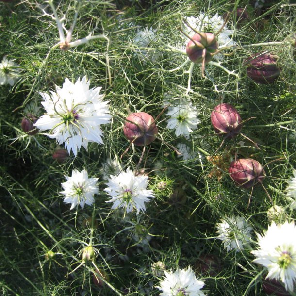 Nigella, <br>Jomfru i det grnne <br>'Albion Red Pod'<br><i>Nigella damascena</i>